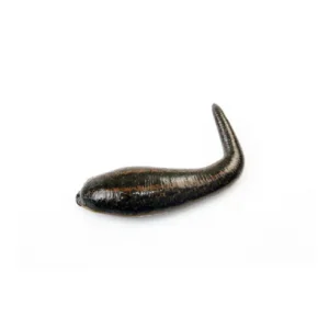 medical leeches for sale